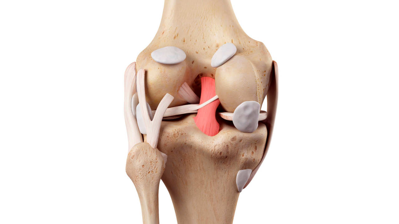 Posterior Cruciate Ligament: